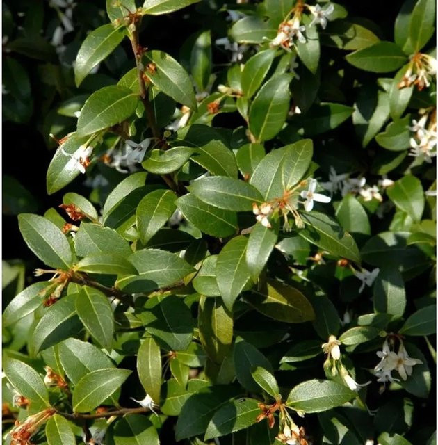 Osmanthus fragrans Zierstrauch von Nr-01.de mit einer Höhe von 60-80 cm - Bild 1