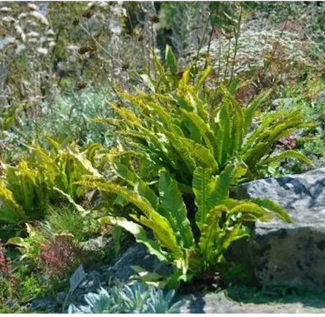 Hirschzungenfarn Cristatum Asplenium scolopendrium Zimmerpflanze von Nr-01.de in Grün