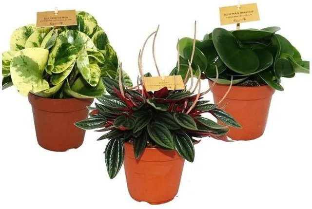 Exotenherz Zwergpfeffer Peperomia Eden-Mix 3er Set, 3 grüne Zimmerpflanzen im 12 cm Topf - Bild 1