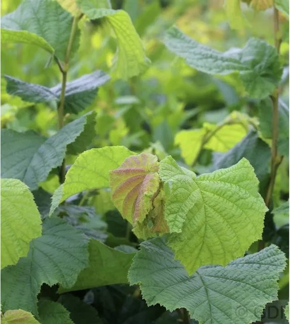 Haselnussstrauch Waldhasel Corylus avellana von Nr-01.de, Höhe: 100-125 cm, Farbe: Grün - Bild 1
