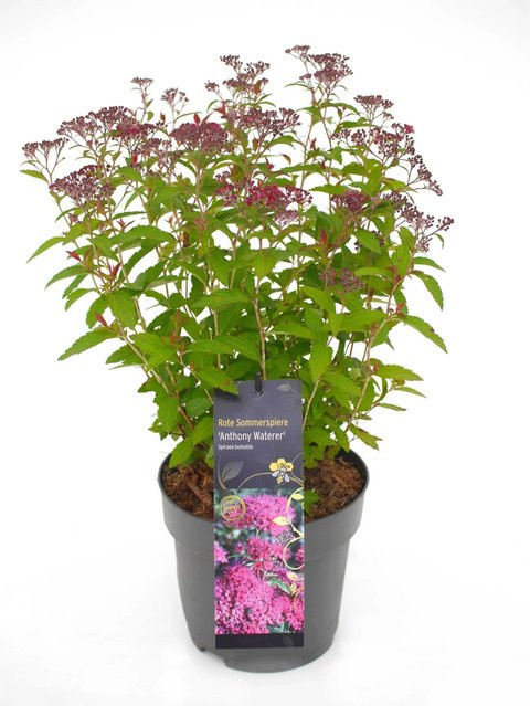 GROW by OBI Sommerspiere Anthony Waterer Rot Kleinstrauch im Topf - Bild 1