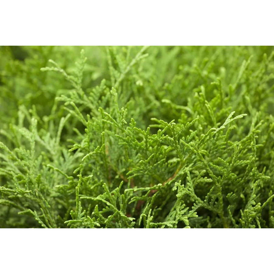 Thuja occidentalis Tiny Tim Koniferen-Strauch für Balkon und Garten, Grün, Höhe: 15-20 cm - Bild 2