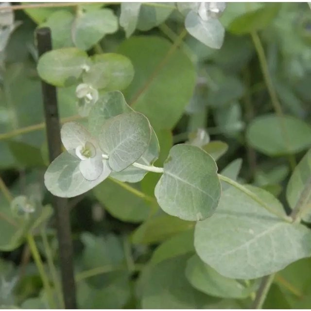Echter Eukalyptus Eucalyptus gunnii als grüner Strauch von Nr-01.de, Höhe: 80-100 cm - Bild 1