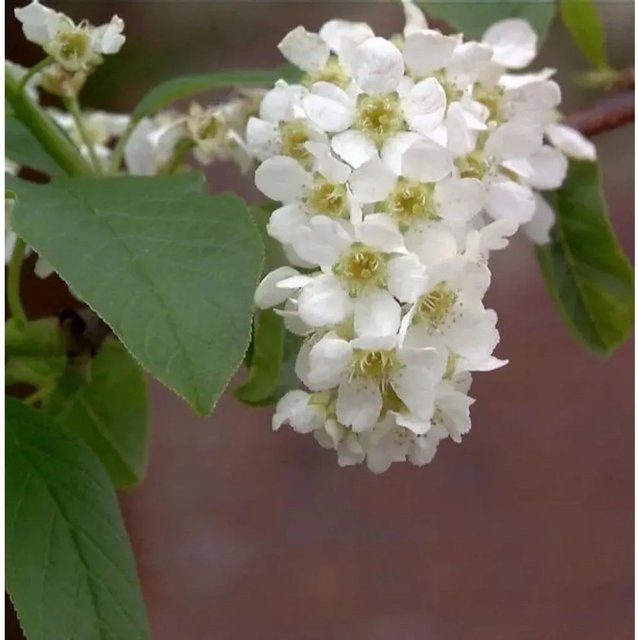 Traubenkirsche Prunus padus Baum von Nr-01.de, Höhe: 125-150 cm - Bild 1