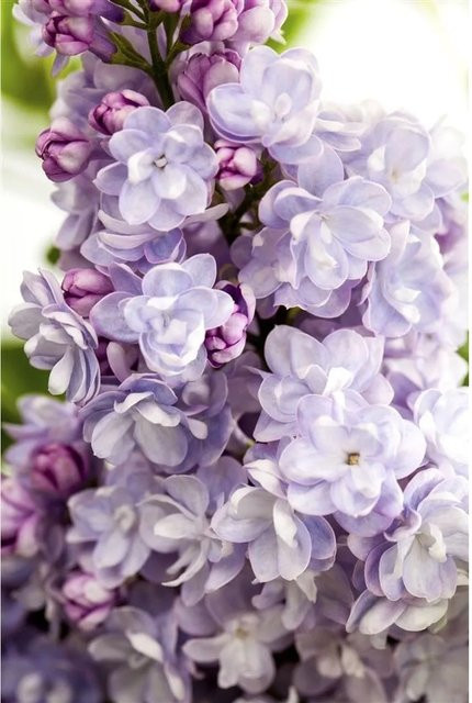 Syringa Vulgaris Flieder Michel Buchner lila Zierstrauch für Garten und Hecke, Höhe: 60-80 cm - Bild 1