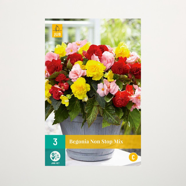 Knollenbegonie Non Stop Mix von BLUME2000, 3 Knollen - Bild 1
