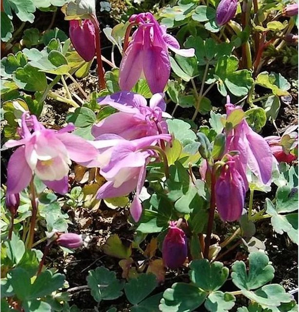 Aquilegia flabellata Zwergakelei Spring Magic Rosa-Weiß als mehrjährige Pflanze für Steingärten und Mauerwerksbegrünung - Bild 1