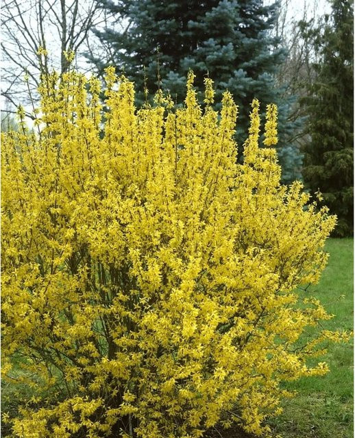 Pflegeleichte Forsythie Goldrausch in Gelb, Höhe: 80–100 cm - Bild 1
