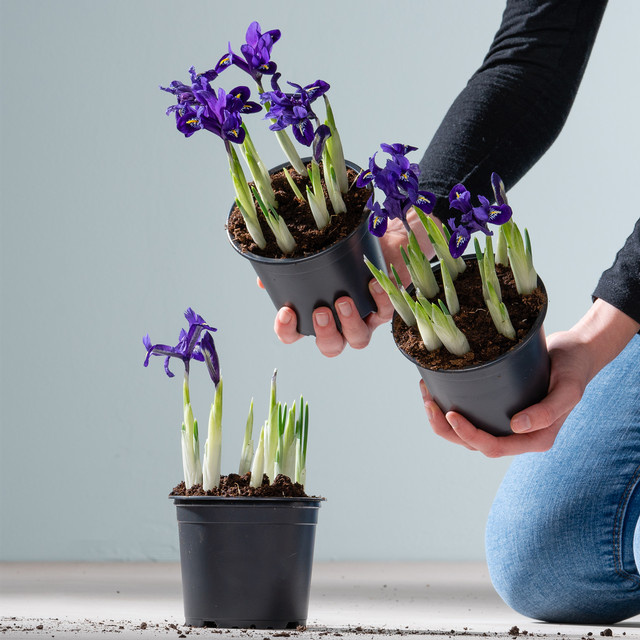 BLUME2000 Netzblatt-Schwertlilie Iris reticulata in Blau und Lila, 3 Stück - Bild 1