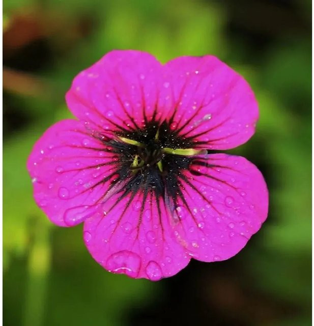 Geranium psilostemon Ann Folkard Schwarzäugiger Storchschnabel, rosa mehrjährige Gartenpflanze - Bild 1