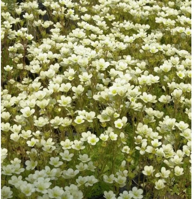 Saxifraga arendsii Moossteinbrech Pixi Weiß von Die Nr-01.de - Bild 1