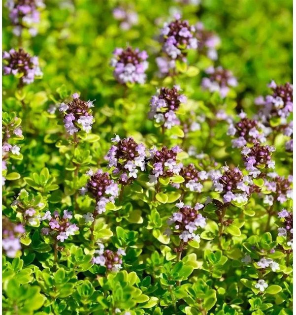 Breitblättriger Thymian E.B. Anderson Thymus pulegioides als Bodendecker für Steingärten von Nr-01.de - Bild 1
