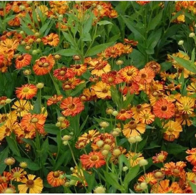 Helenium cultorum Sonnenbraut Kupferziegel Beetpflanze in Kupfer und Orange - Bild 1