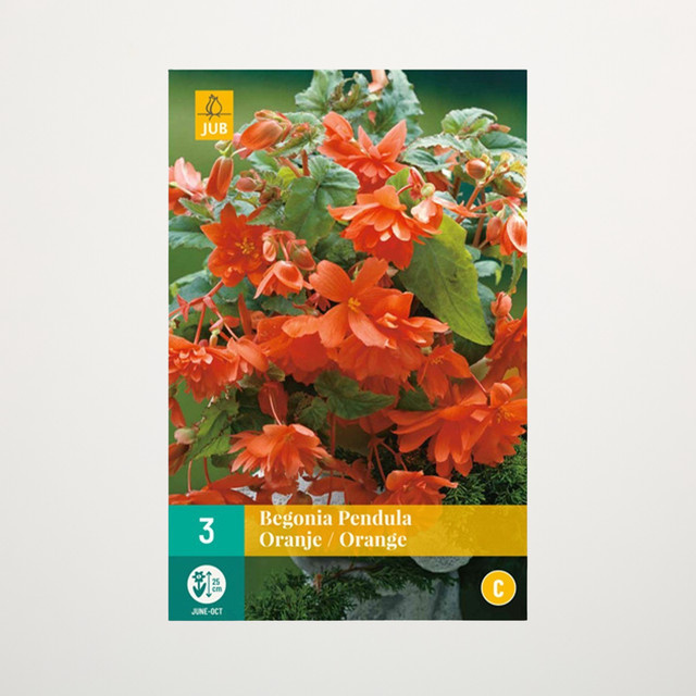 Hänge-Begonie Pendula orange von BLUME2000, 3 Knollen - Bild 1