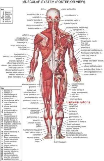 Muskelsystem Anatomie Poster Sweet Art Gallery Leinwanddruck Wandkunst für Schule und Medizin, B: 40 cm, H: 60 cm, Mehrfarbig - Bild 1