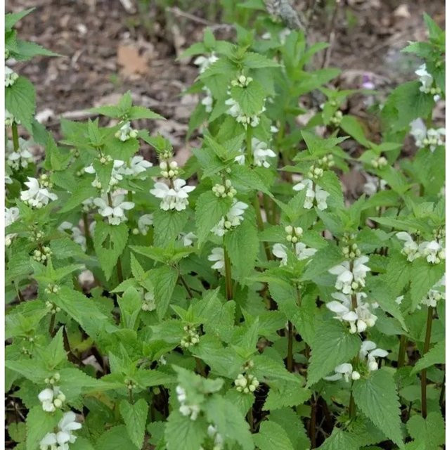 Lamium orvala Waldnessel als weiß-grüner Bodendecker für deinen Garten - Bild 1