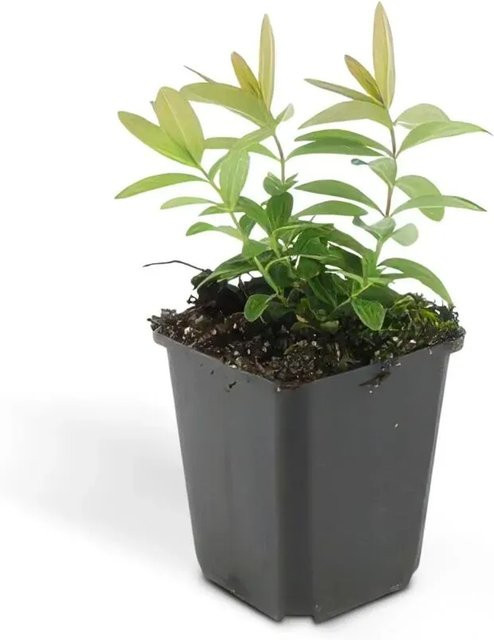 Exotenherz Bodendecker Hypericum Calycinum Set mit 60 Pflanzen in 9cm Töpfen, gelbe Blüten und grünes Laub - Bild 1