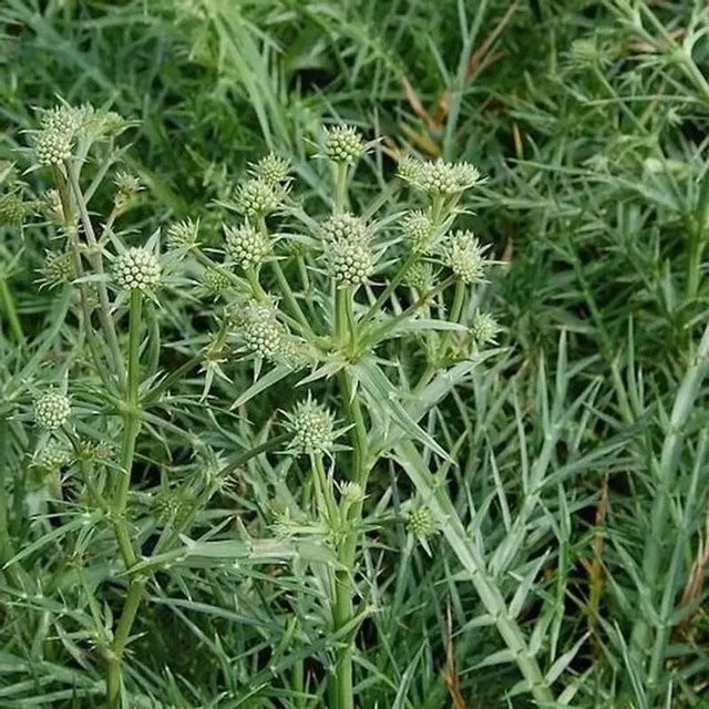 Edeldistel Eryngium venustum grüne Beetstaude für den Bauerngarten - Bild 1