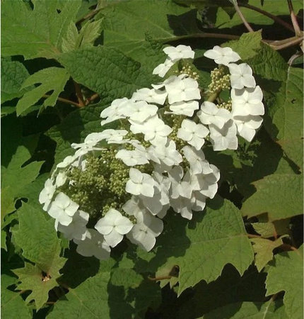 Eichenblättrige Hortensie Hydrangea quercifolia von Nr-01.de in Grün, Weiß, Rot und Orangerot für den Garten