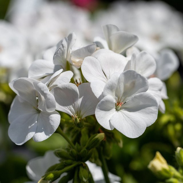 Weiße Aufrechte Geranie Pelargonium von Mein schöner Garten Shop - Bild 1