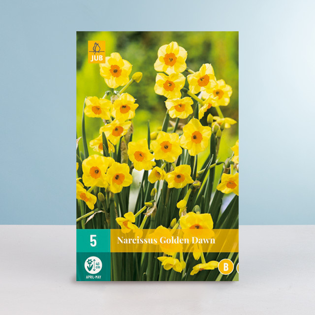 Mini-Narzisse Golden Dawn BLUME2000 mit 5 Zwiebeln für Frühlingblumen - Bild 1