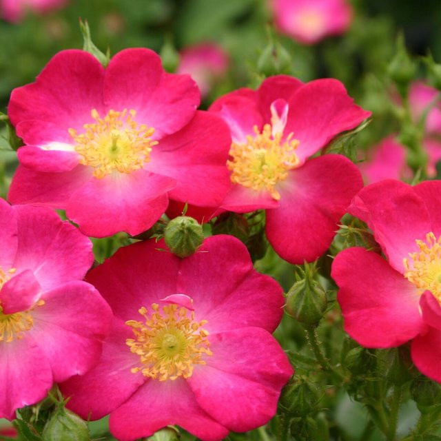 Beetrose Lupo in Rosa als Zierstrauch für deinen Garten - Bild 1