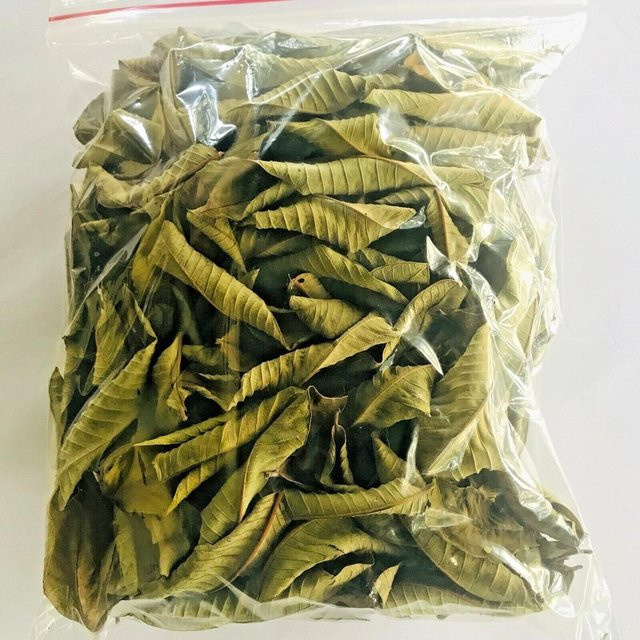 HALLOYOUNG Kräutertee Guavenblätter, koffeinfrei, 500 g - Bild 1