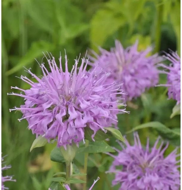 Monarda fistulosa Indianernessel Pummel lila Stauden für Freiland und Rabatten - Bild 1