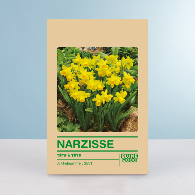 Narzisse Tete a Tete Blumenzwiebeln von BLUME2000, 5 Stück - Bild 1