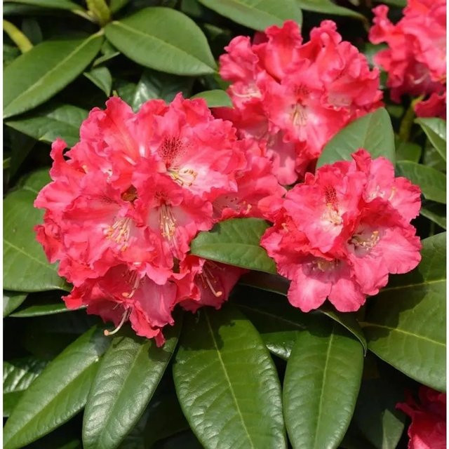 INKARHO Rhododendron Nofretete Alpenrose, pinker Strauch, Höhe: 40-50 cm - Bild 1