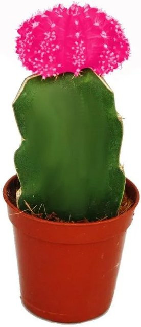 Exotenherz Gymnocalycium Mihanovichii Erdbeerkaktus in Rosa, Topfgröße: 5,5 cm - Bild 1