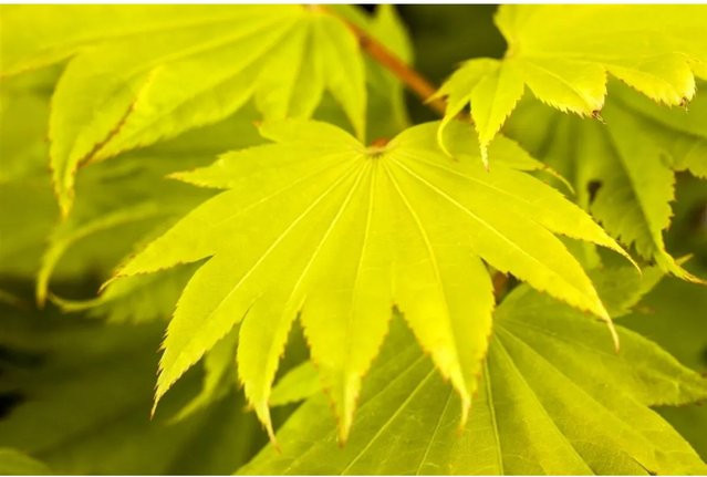 Acer Shirasawanum Aureum Japanischer Ahorn Goldgelb 40–50 cm - Bild 1