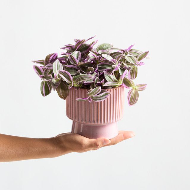 BLUME2000 Tischdeko Plum Petals Keramik in Pink, Lightpink und Green - Bild 1