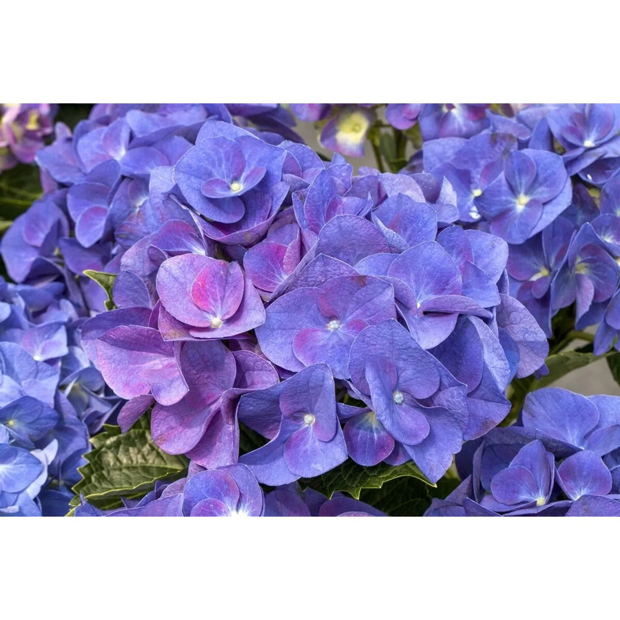 Bauernhortensie Hydrangea Macrophylla Jip Blue von Pflanzen für dich - Bild 2