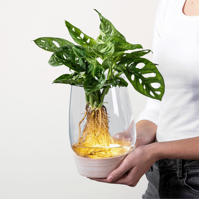 Monstera Wasserpflanze in grünem Glas mit LED von BLUME2000 - Bild 1