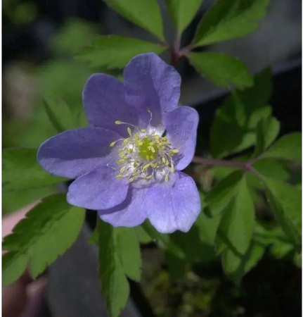 Buschwindröschen Anemone nemorosa als mehrjährige Bodendecker- und Beetpflanze im Topf von Nr-01.de
