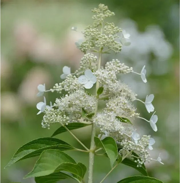 Hochstamm Rispenhortensie Kyushu Hydrangea paniculata weiß, Höhe: 100-125 cm - Bild 1