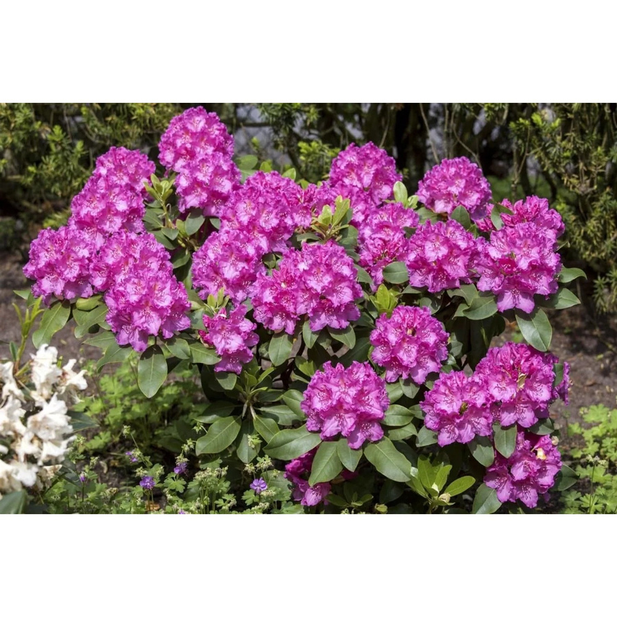 Rhododendron Hybr. Claudine mit rosa Blüten für deinen Garten und Außenbereich - Bild 2