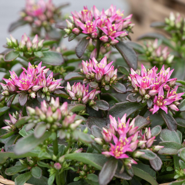 Sedum spurium Mauerpfeffer Deep Rose BLUME2000 Staude zur Bodendeckung - Bild 1