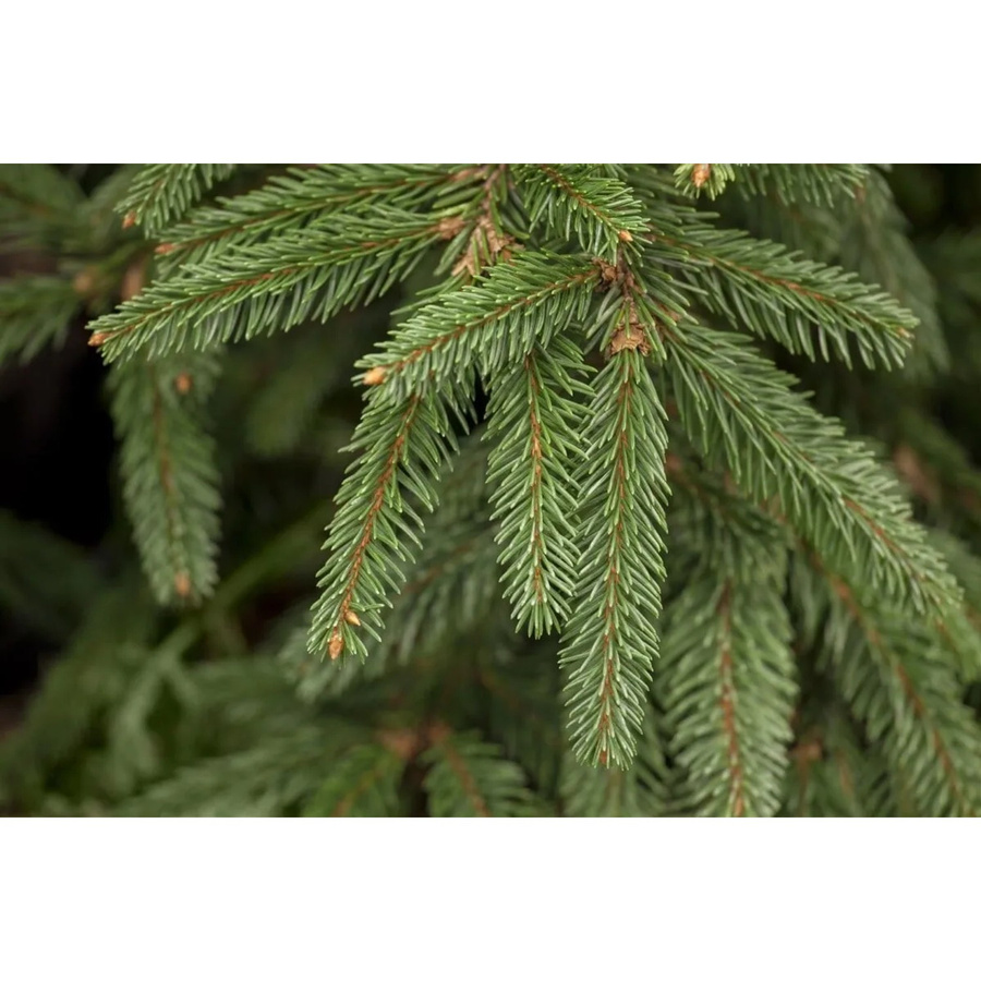 Picea Abies Inversa Hänge-Fichte als Zierbaum für deinen Garten, Höhe: 60–70 cm - Bild 2