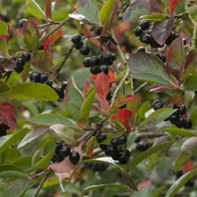 Aronia Apfelbeere Viking Aronia prunifolia von Arborix im Container mit hohem Fruchtertrag - Bild 1