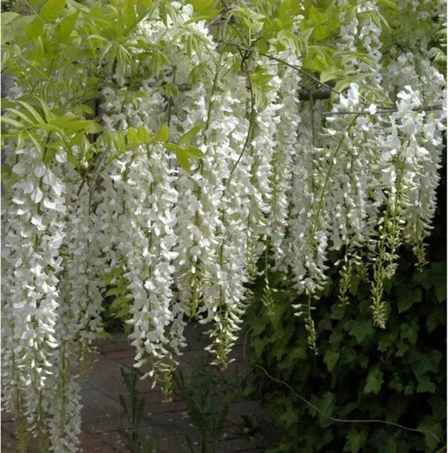 Weißer Chinesischer Blauregen Wisteria sinensis Kletterpflanze von Nr-01.de in Weiß - Bild 1