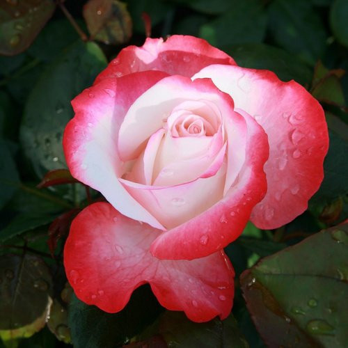 Rosen Tantau Edelrose Nostalgie Strauchrose, zweifarbige gefüllte Blüte in Rosa und Weiss - Bild 1