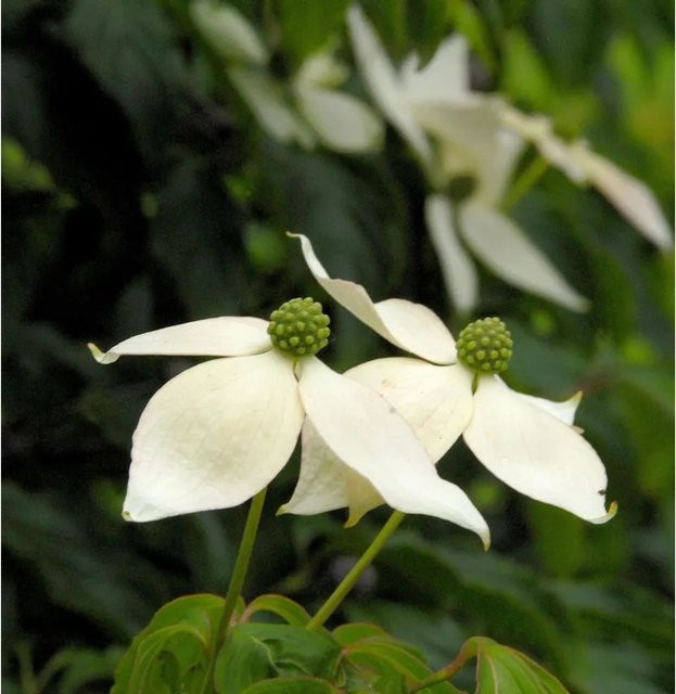 Japanischer Blumenhartriegel Cornus kousa von Nr-01.de, Höhe: 60-80 cm - Bild 1