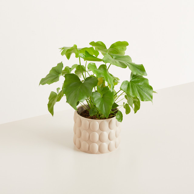 Keramik Übertopf Bubble von BLUME2000 in Beige mit modernem Bubble-Design für den Tisch, Höhe: 14 cm - Bild 1