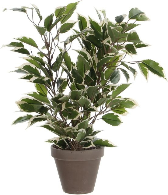 Mica Decorations Kunstpflanze Ficus Natasja im Terrakotta-Topf, Grün-Weiß, Höhe: 40 cm, Durchmesser: 30 cm - Bild 1