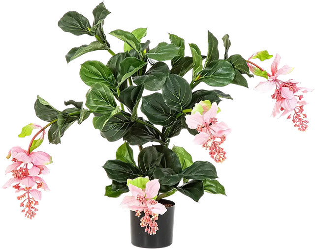Künstliche Medinilla magnifica Penelope von Aplanta in Grün, Höhe: 78 cm - Bild 1