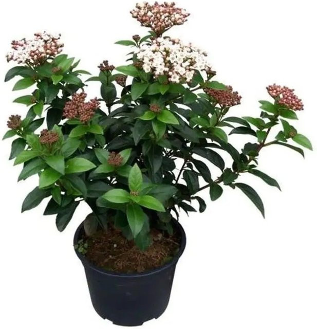 Mittelmeer Schneeball Lisa Rose Viburnum tinus in Weiß, Höhe: 25-30 cm - Bild 1