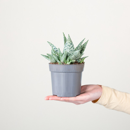Aloe Dorian Black Sukkulente von BLUME2000 als Zimmerpflanze in Grün und Schwarz mit Streifen für einen sonnigen Standort