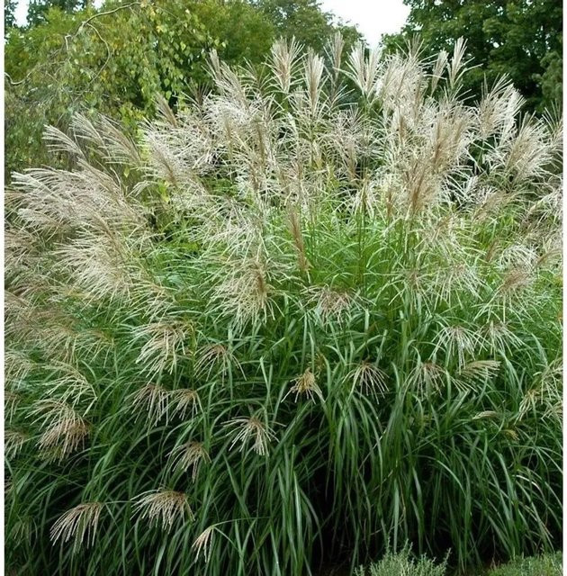 Chinaschilf Sarabande Miscanthus sinensis Gräser für den Garten in Grün - Bild 1